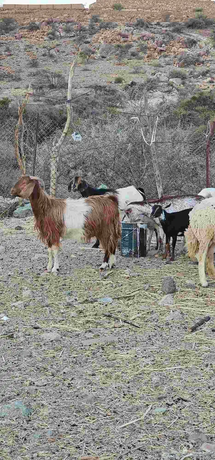 معزا مقاني 6