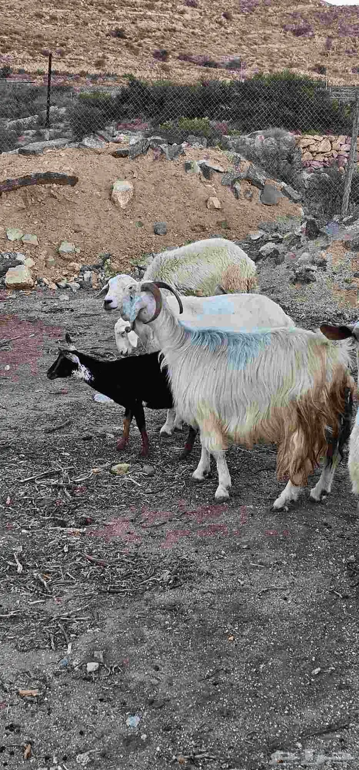 معزا مقاني 7