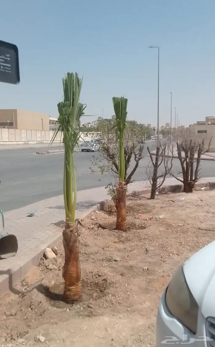 نخل واشنطني واشنطني زينه 8