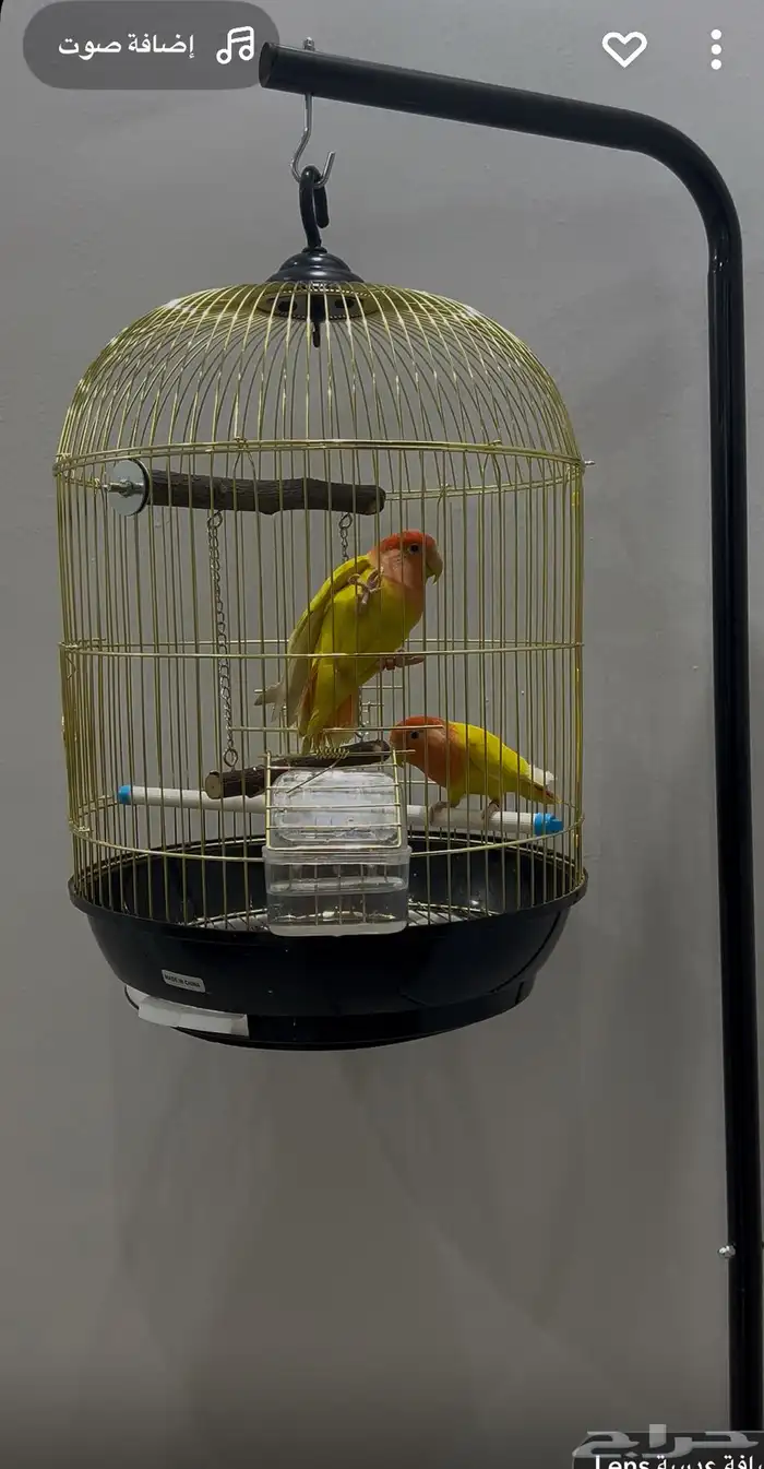 عصافير ببغاء الروز 0