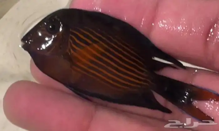 جده حي الثغر 1