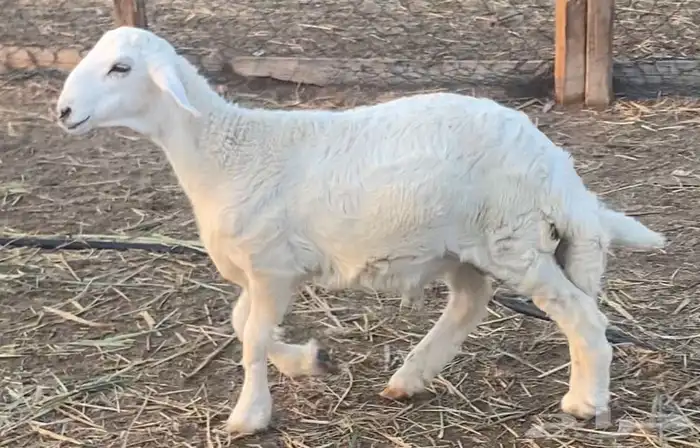 خروف حري كفو 3