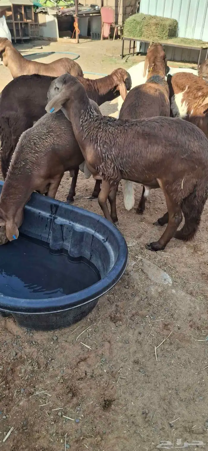 ساكني تيوس مخاصي جبار وظهور فل 7