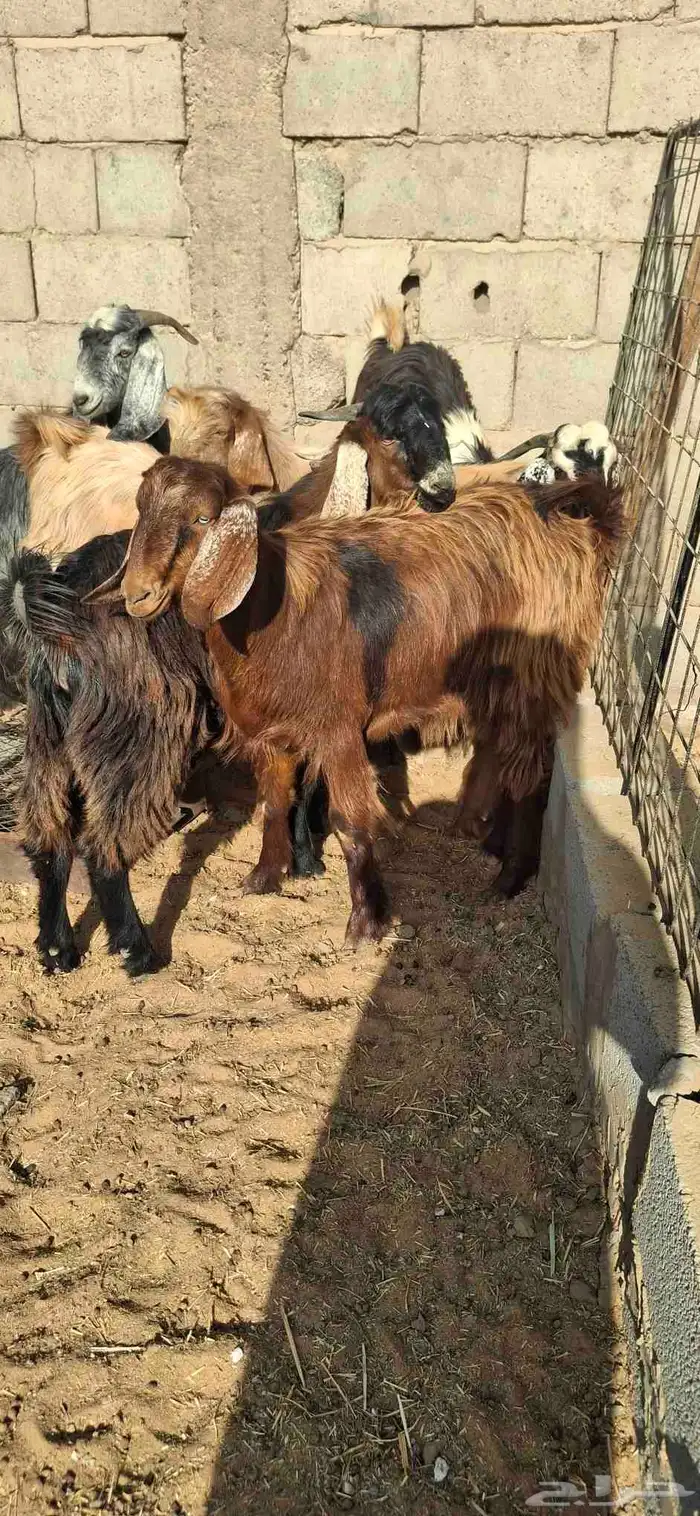 ساكني تيوس مخاصي جبار وظهور فل 9