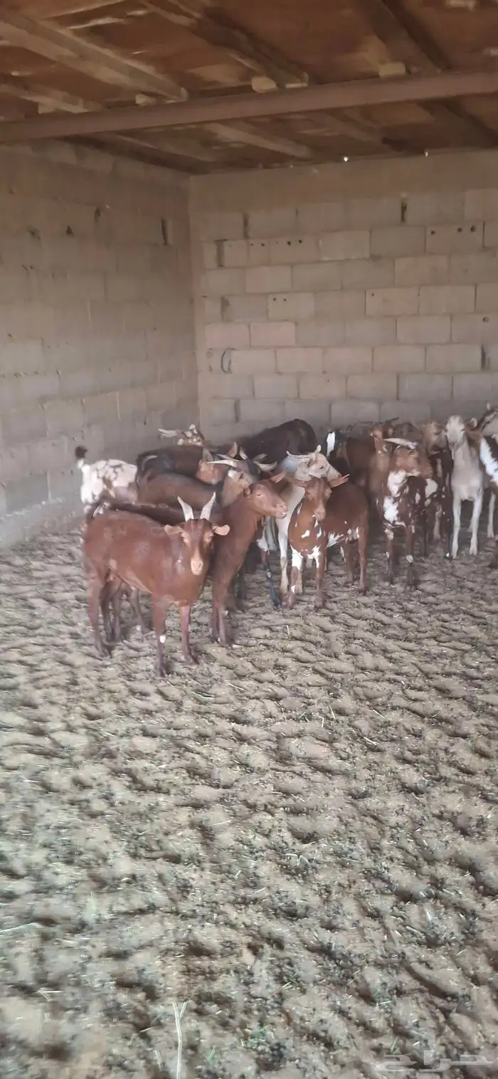 ساكني تيوس مخاصي جبار وظهور فل 5