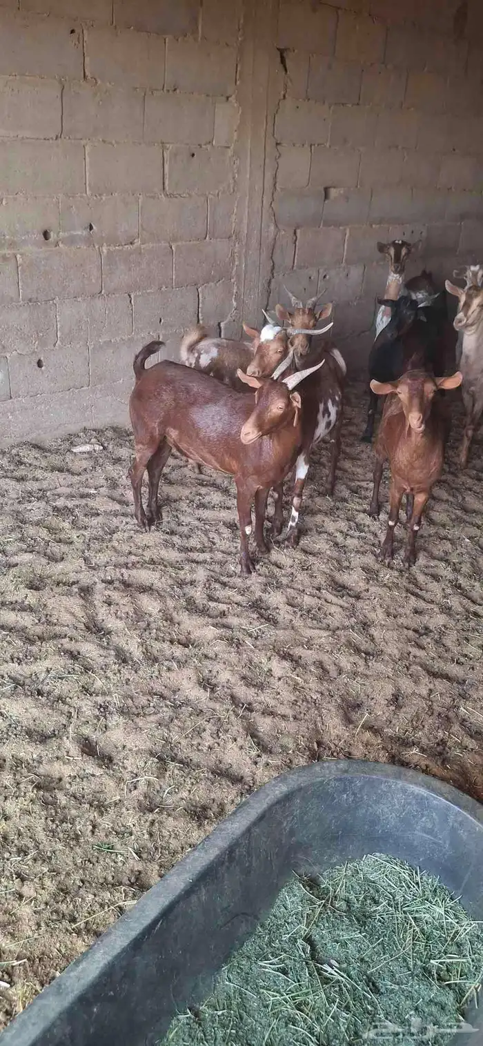 ساكني تيوس مخاصي جبار وظهور فل 8