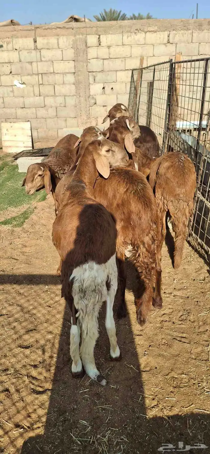 ساكني تيوس مخاصي جبار وظهور فل 6