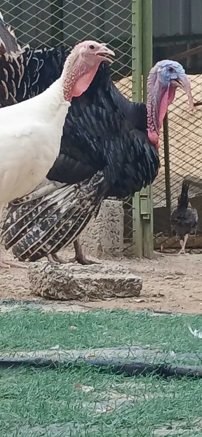 دجاج رومي للبيع زوج منتج 2