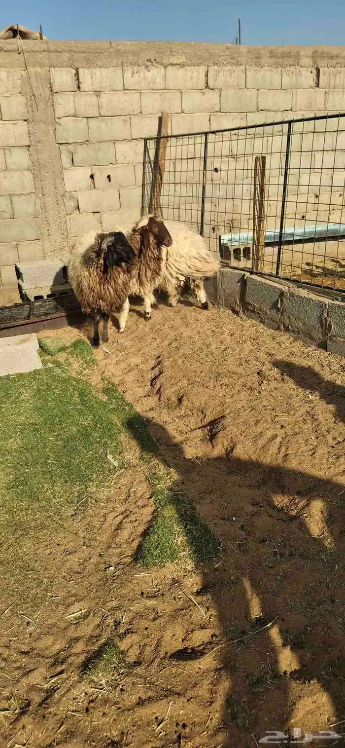 ساكني تيوس مخاصي جبار وظهور فل 0