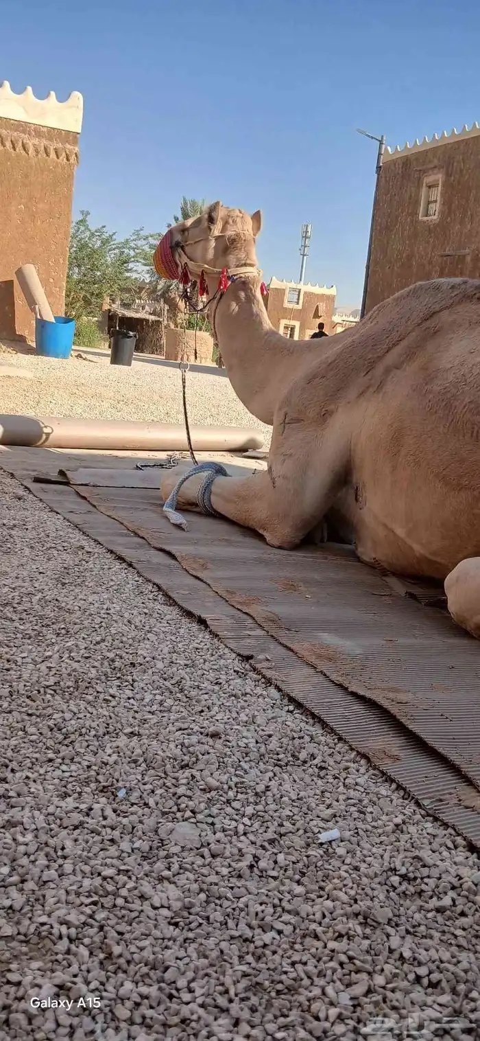 آجار جمال رحول ركبي لي التصوير وا الفعاليات وا المناسبه 6