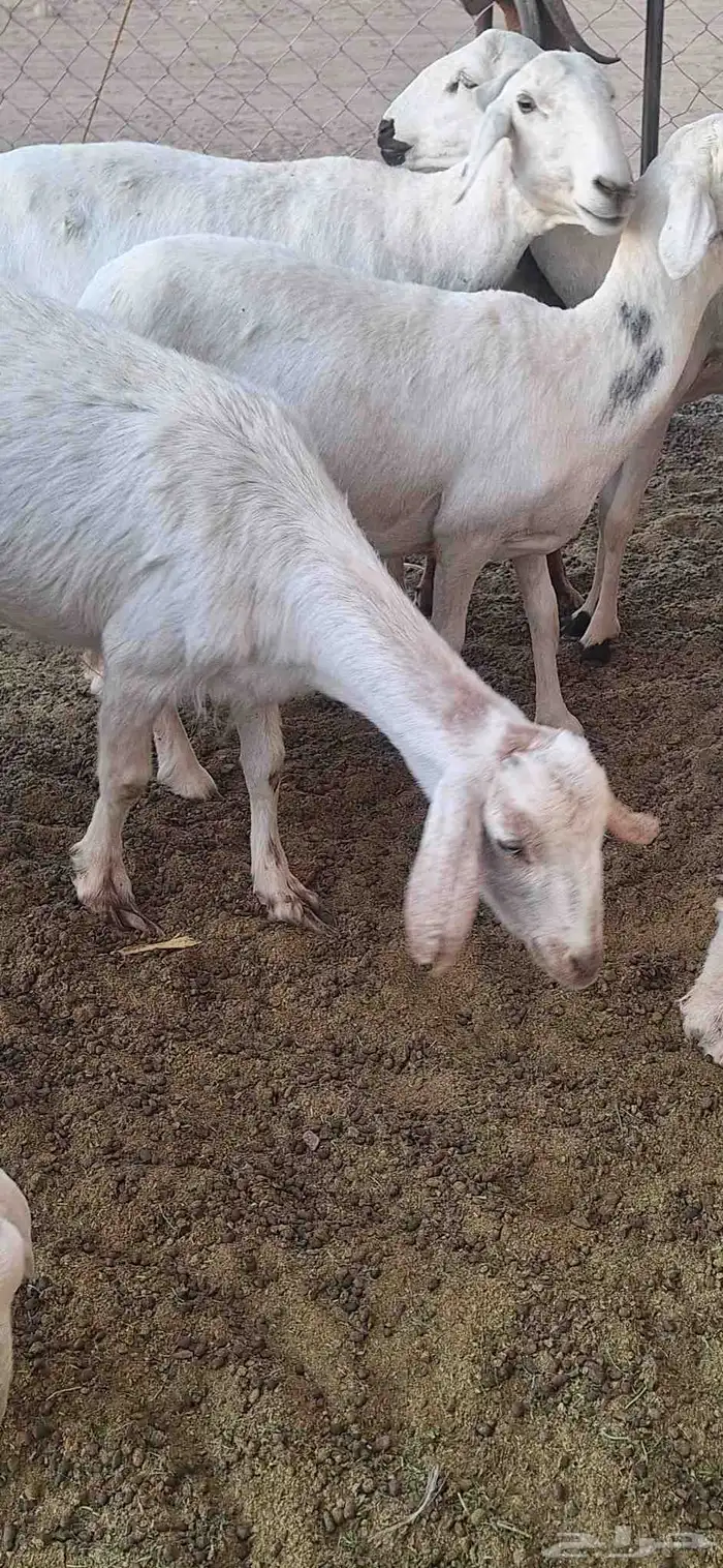 عنز سنها جامع دافع 4