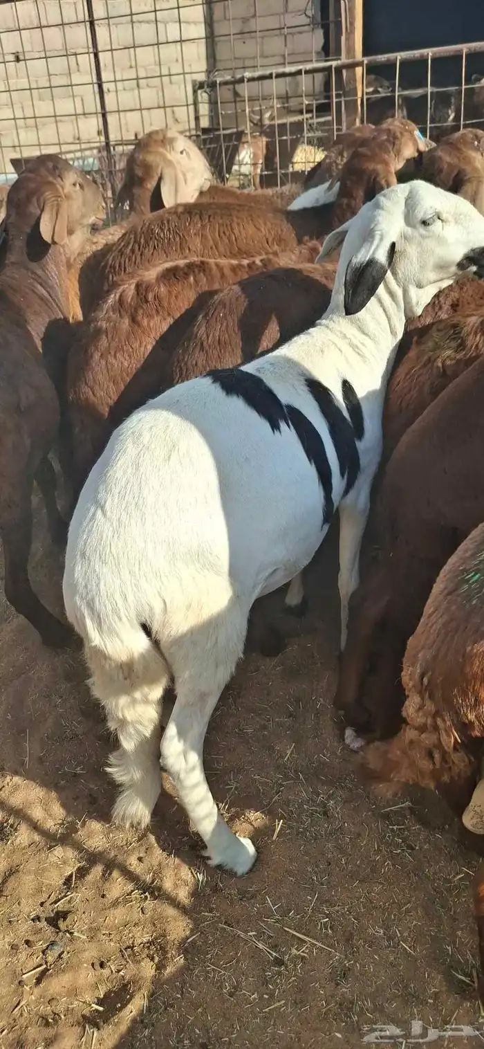 ساكني تيوس مخاصي جبار وظهور فل 3