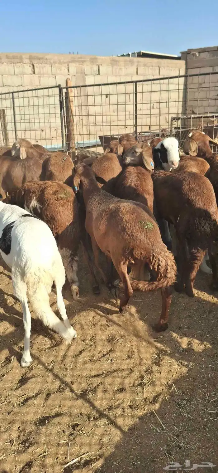 ساكني تيوس مخاصي جبار وظهور فل 2