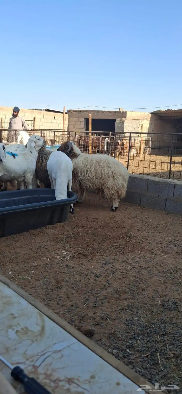 ساكني تيوس مخاصي جبار وظهور فل 1