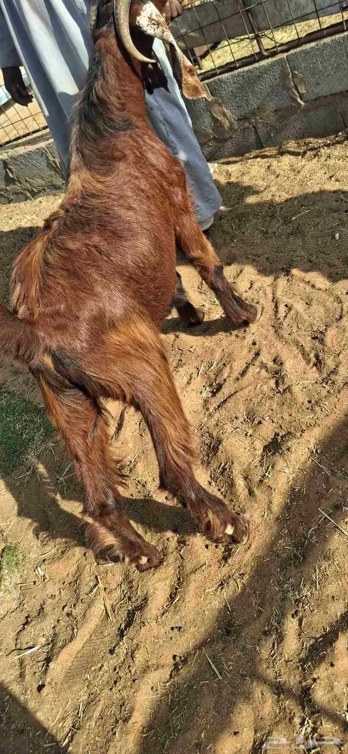 ساكني تيوس مخاصي جبار وظهور فل 10