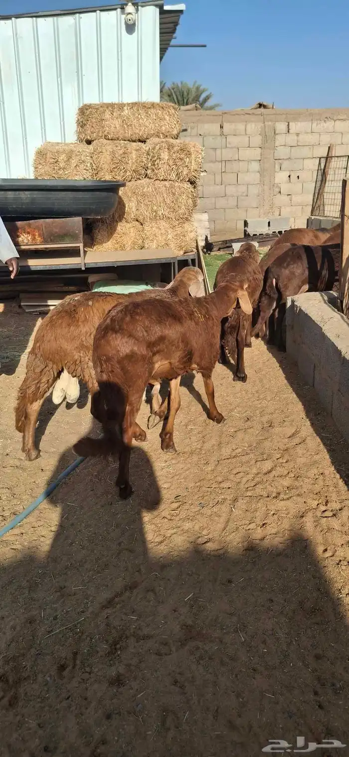 ساكني تيوس مخاصي جبار وظهور فل 4