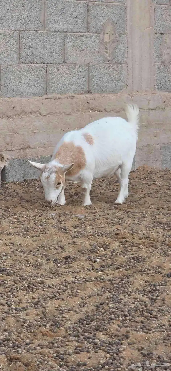 ماعز قزم أمهات فواخر دفيع من تيس خصم ابيض صافي 2