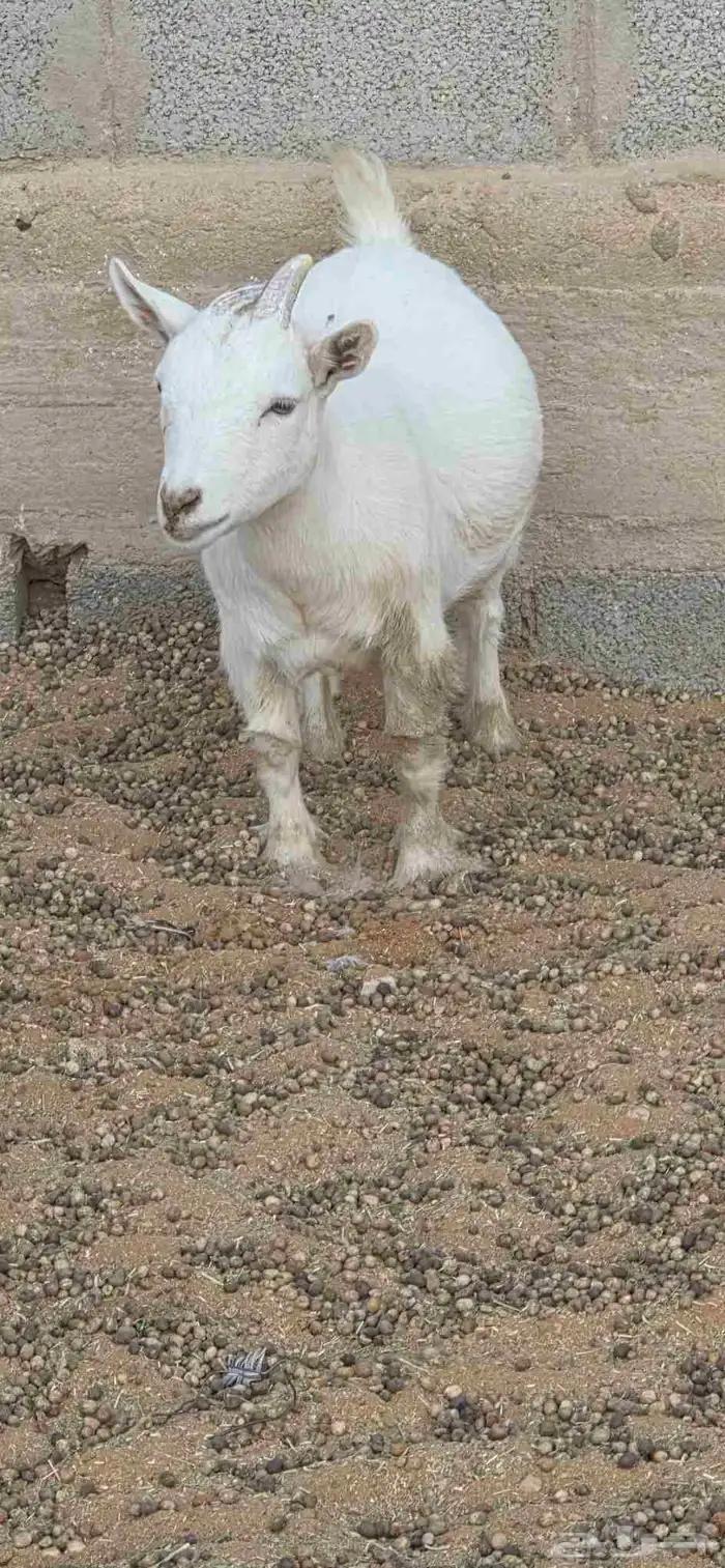 ماعز قزم أمهات فواخر دفيع من تيس خصم ابيض صافي 5