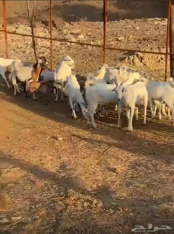 ماعز بيشيات مواليد 13 معها عددها 1