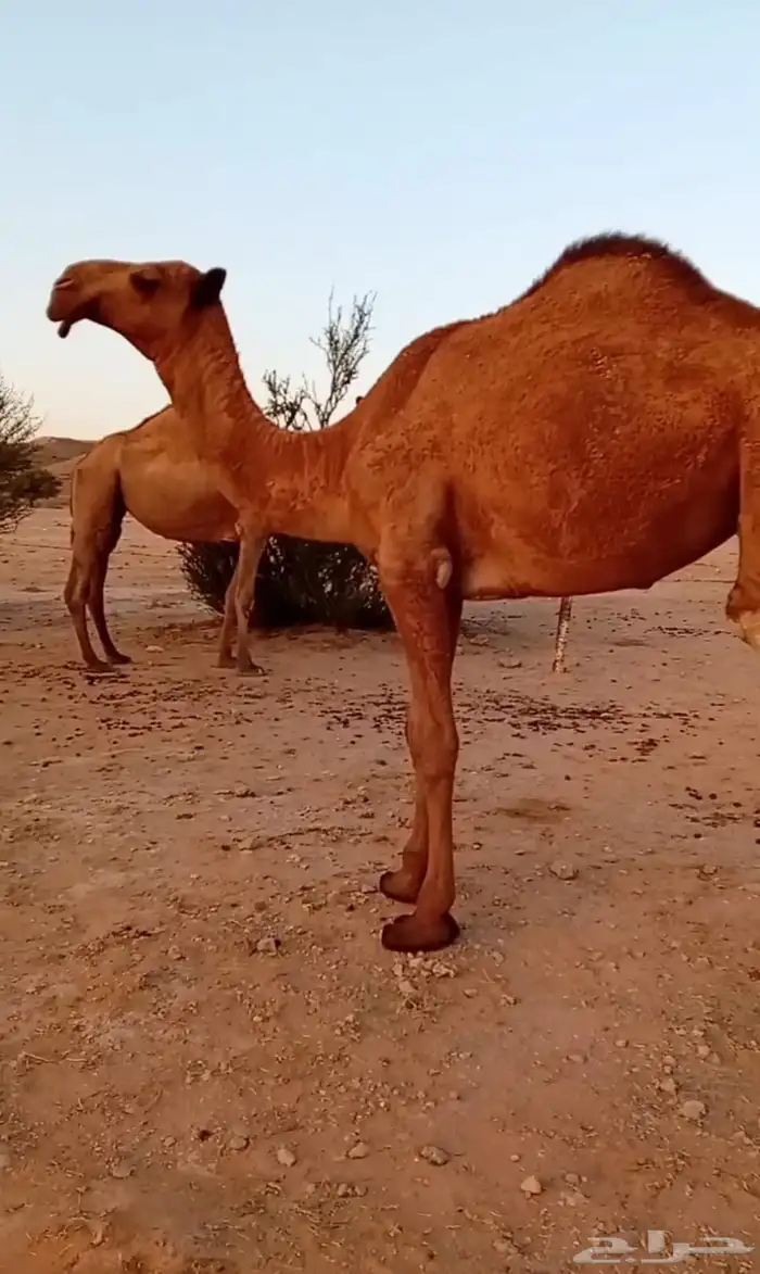 بكره كفو على بعير عيد ابن طلق أبوها ولد المتحدي 1