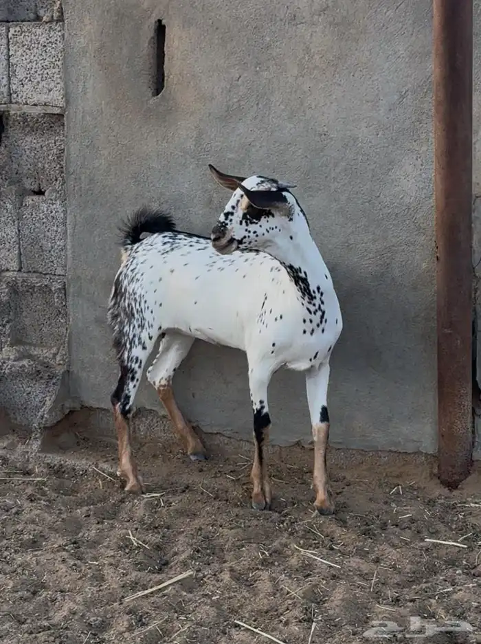 جفره وتيس مشروع بيشيات صنف 2