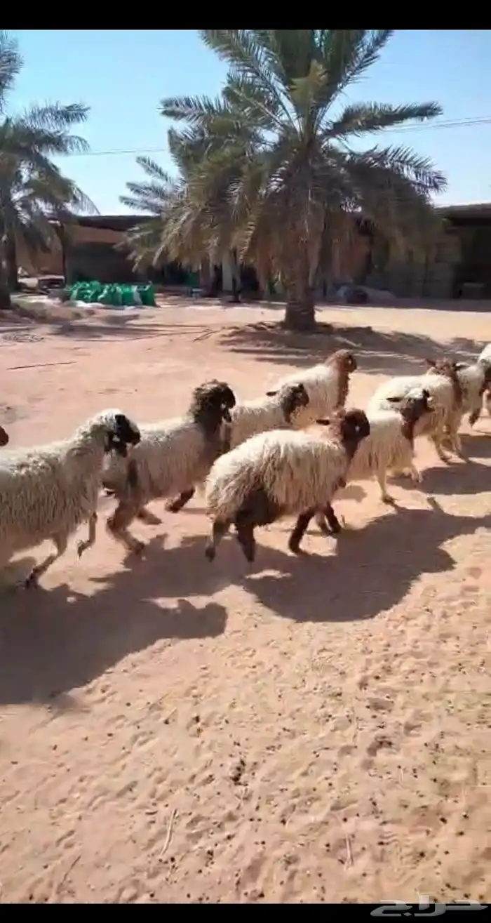 رخال جذعات للبيع 2