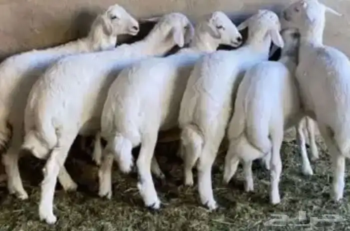 ذبايح حريه من غنم شهران مع السلخ والتوصيل 5