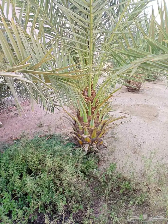 يوجد نخل للبيع في مكه 2