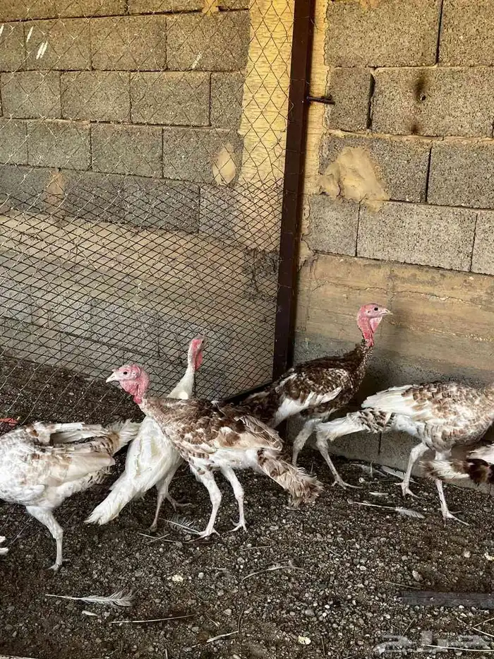 دجاج رومي وديوك 8