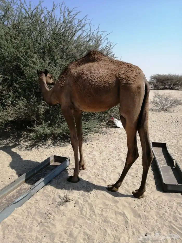 نياق عشاير 5