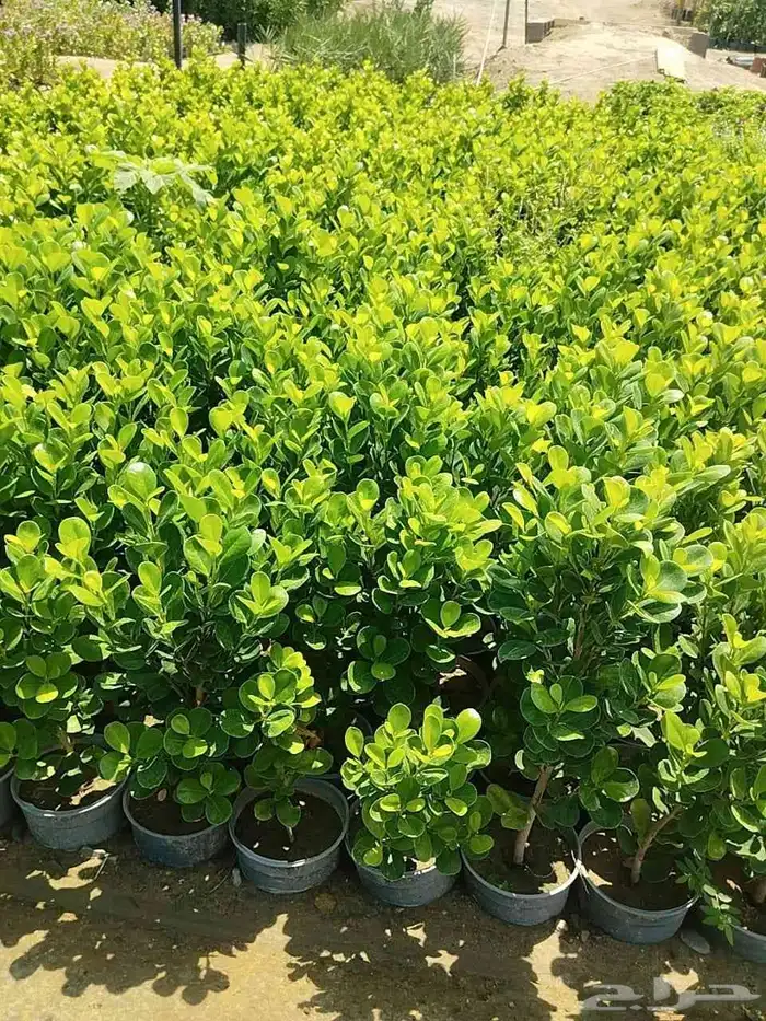 مشتل ابراهيم الزهراني لبيع الاشجار و الشتلات 7