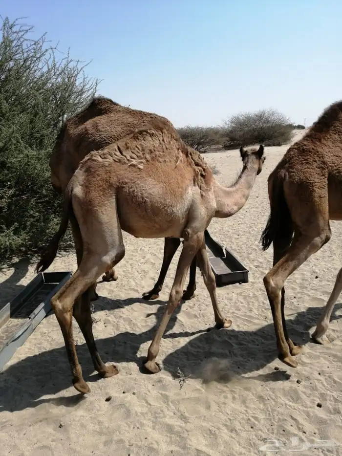 نياق عشاير 4