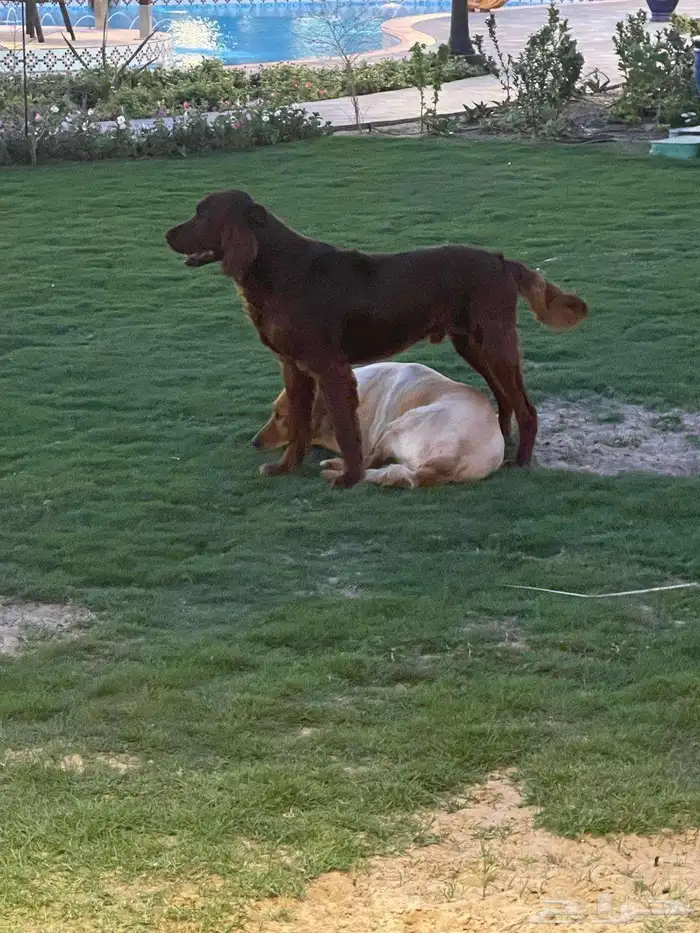 كلاب للبيع عمرها 3 شهور 2