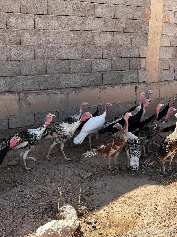 دجاج رومي وديوك 1