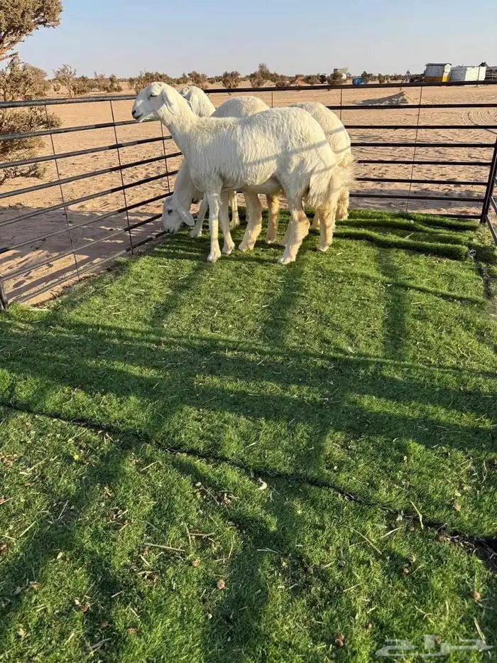 رخال حريات فواخر صنف الصنف 4