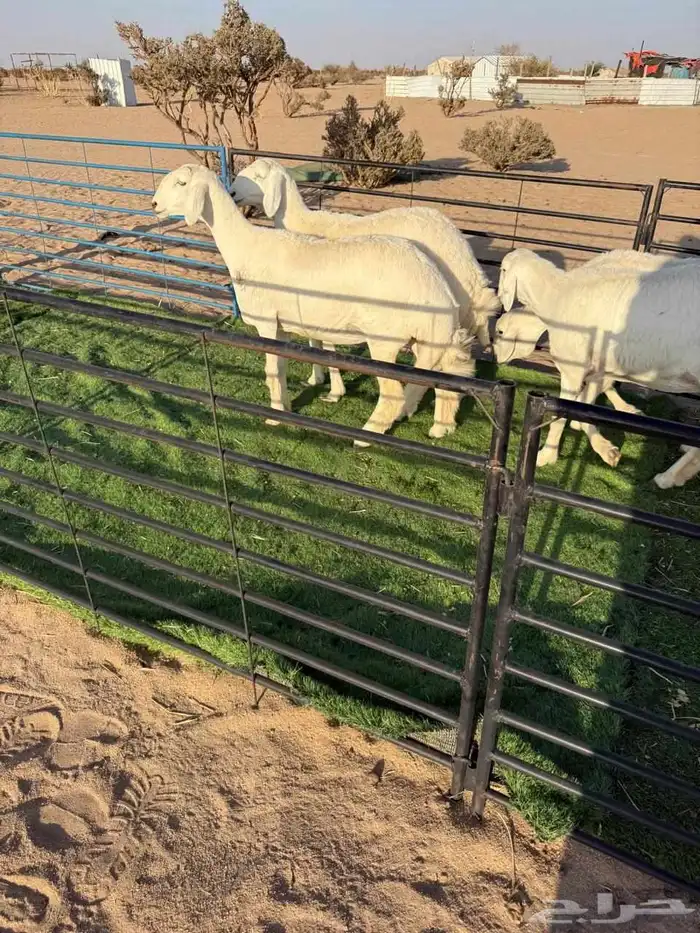 رخال حريات فواخر صنف الصنف 1