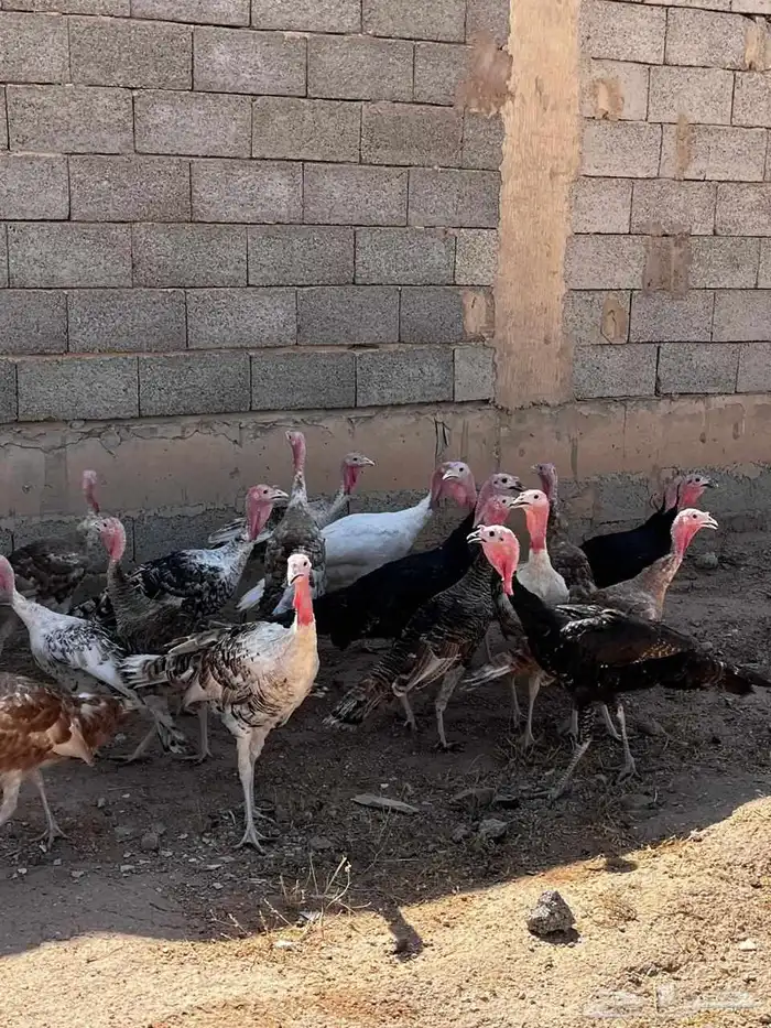 دجاج رومي وديوك 2