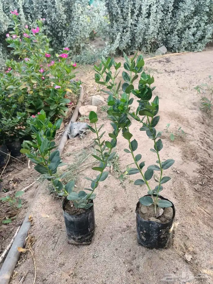 تنسيق حدائق 5