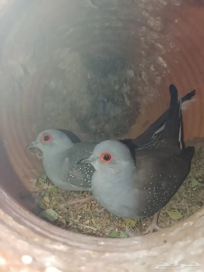 طيور ماسي ذكر و انثى 0