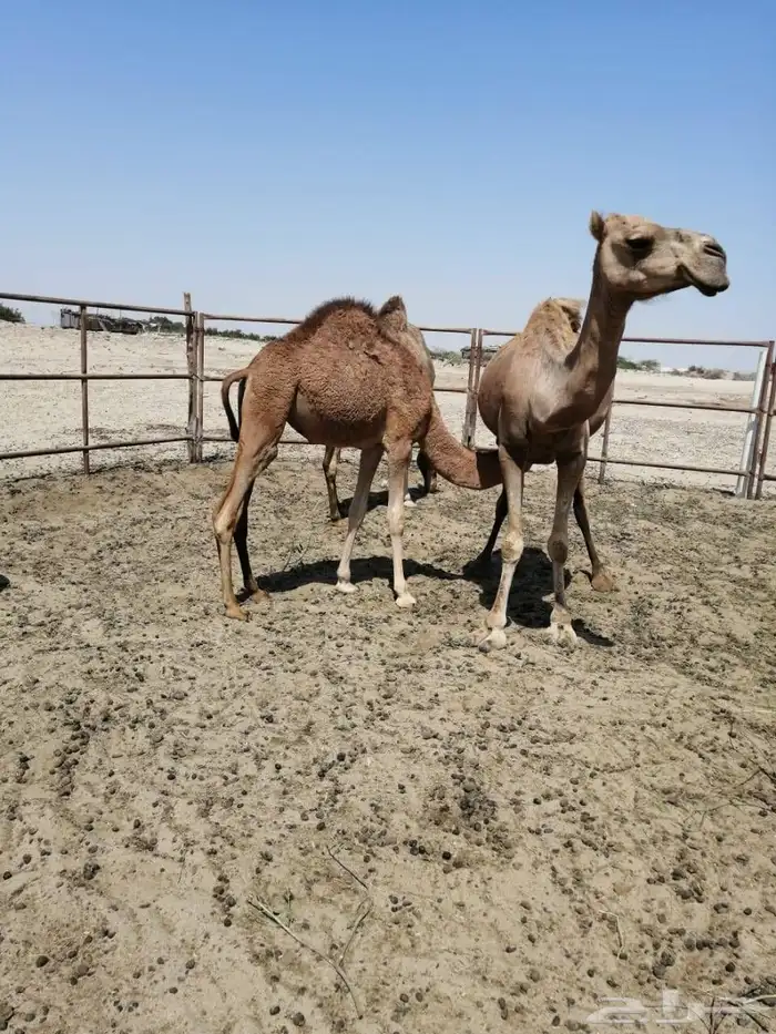 نياق عشاير 1