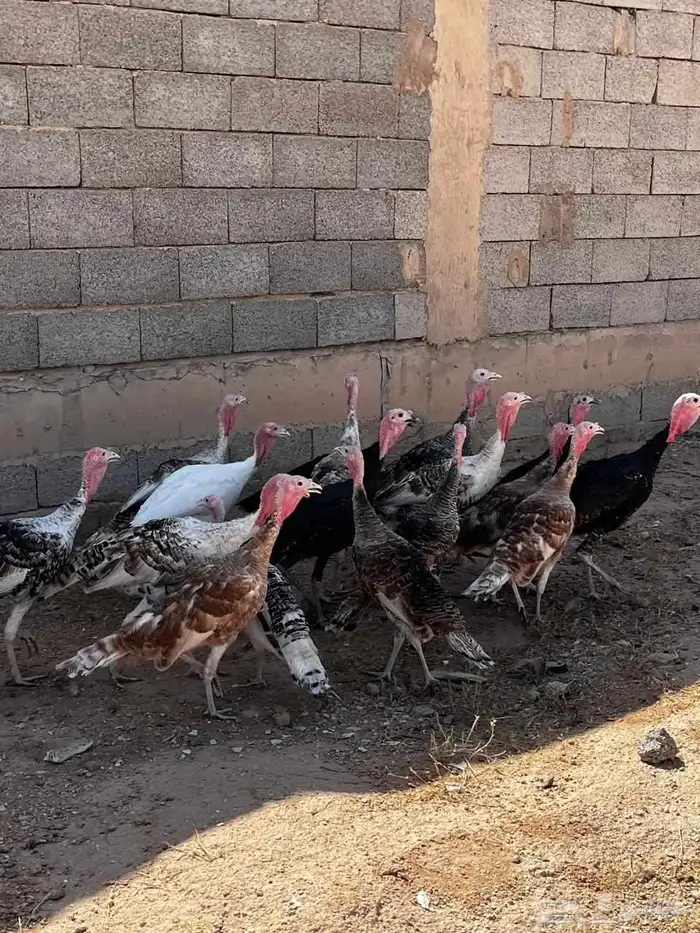 دجاج رومي وديوك 0