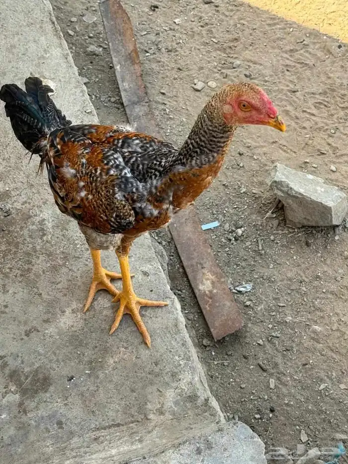 دجاج فروخ للبيع 0