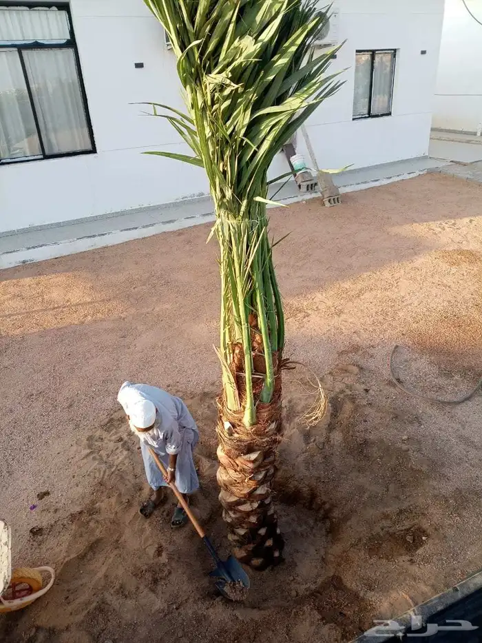 يوجد نخل للبيع في مكه 1