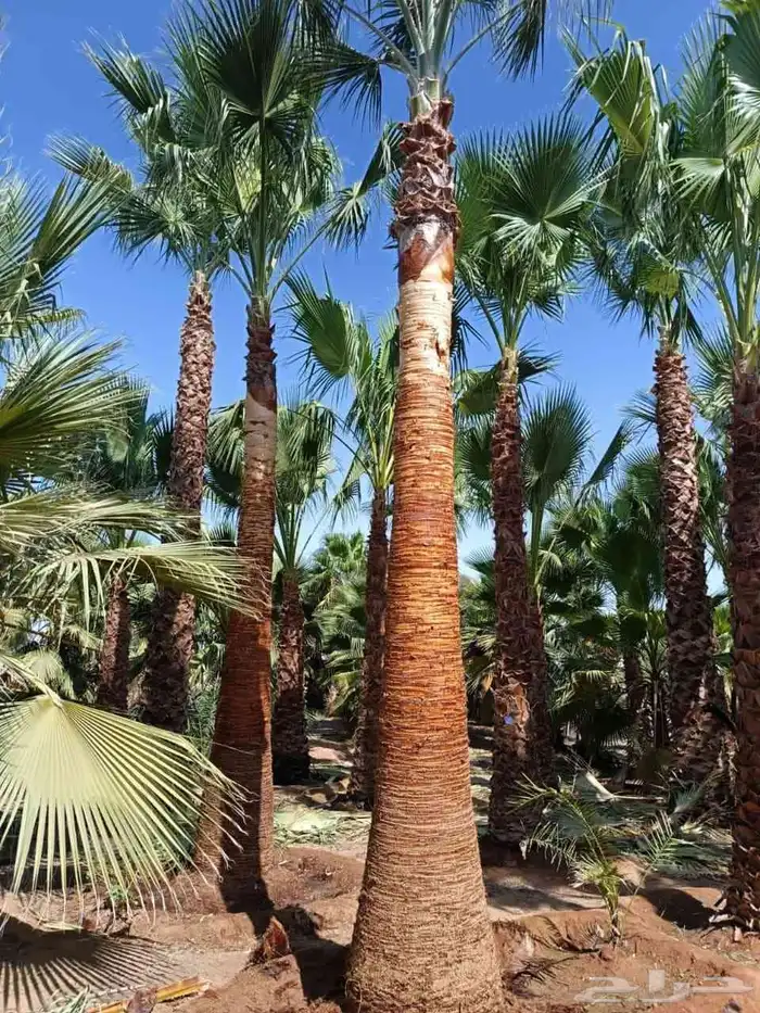 نخيل واشنطني وعربي 0