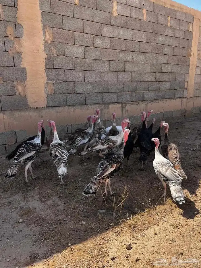 دجاج رومي وديوك 3