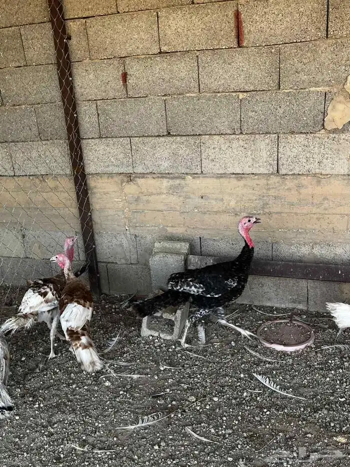 دجاج رومي وديوك 4