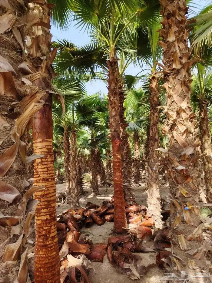 نخل للبيع طالع بتجاه تبوك بجميع مقاساته 10