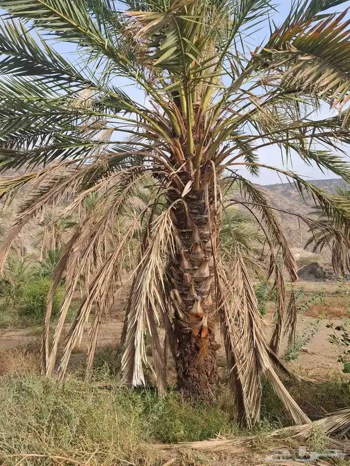 يوجد نخل للبيع في مكه 4