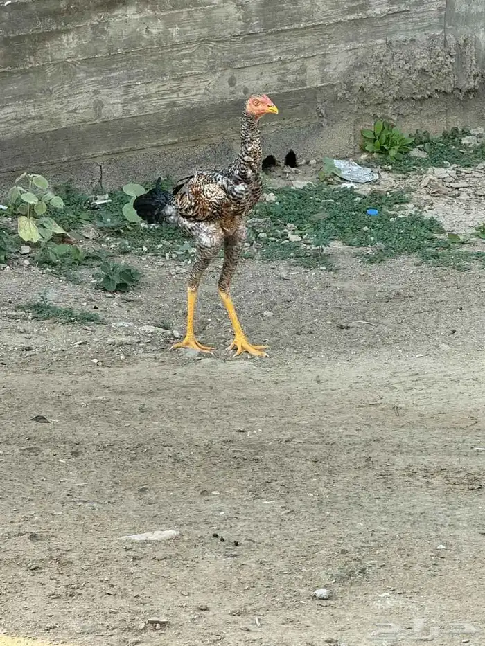 دجاج فروخ للبيع 1