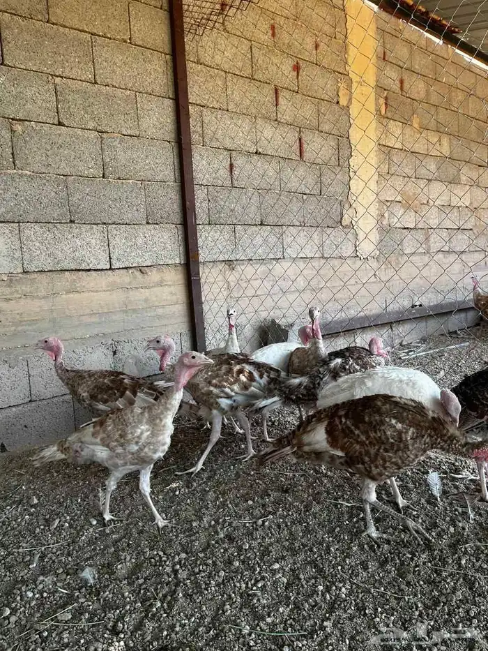 دجاج رومي وديوك 9